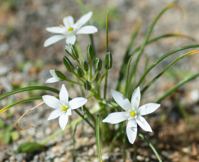 Sind Milchsterne giftig