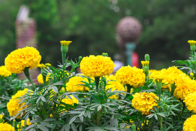 Sind Tagetes giftig oder essbar