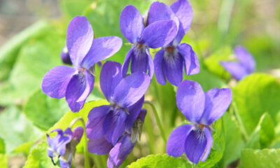 Sind Veilchen giftig