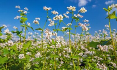 So sieht die Blüte von Buchweizen aus