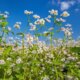 So sieht die Blüte von Buchweizen aus