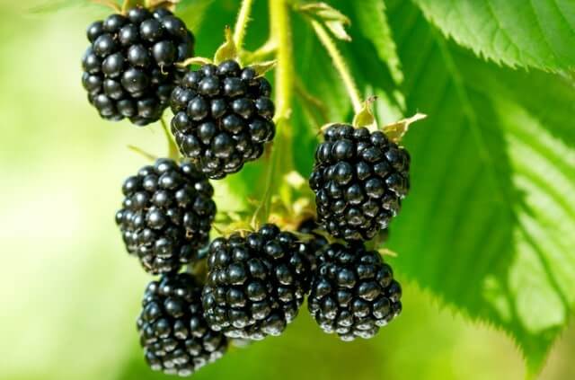 So wählen Sie den besten Standort für Brombeeren