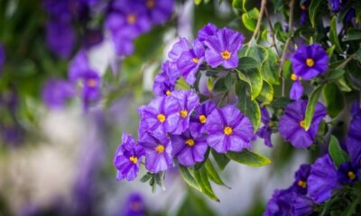 Solanum Pflege – so fühlen sich die Nachtschattengewächse wohl!