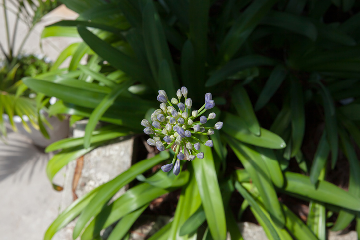 Sommergrüne Schmucklilien