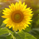 Sonnenblumen - der beste Standort