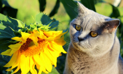 Sonnenblumen - sind sie giftig für Tiere