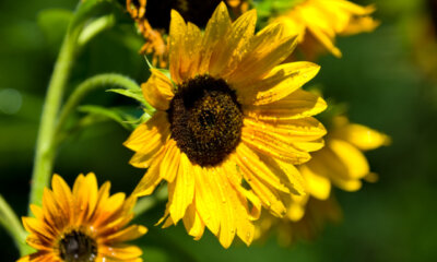 Sonnenblumen - wie viel Wasser brauchen die Pflanzen