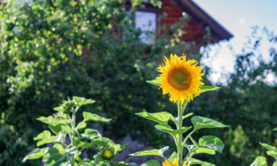 Sonnenblumen – schnelles Wachstum