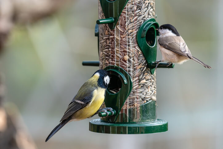 Sonnenblumenkerne für Nagetiere und Vögel