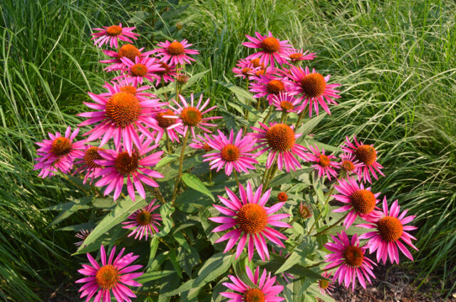 Sonnenhut - die beste Pflanzzeit