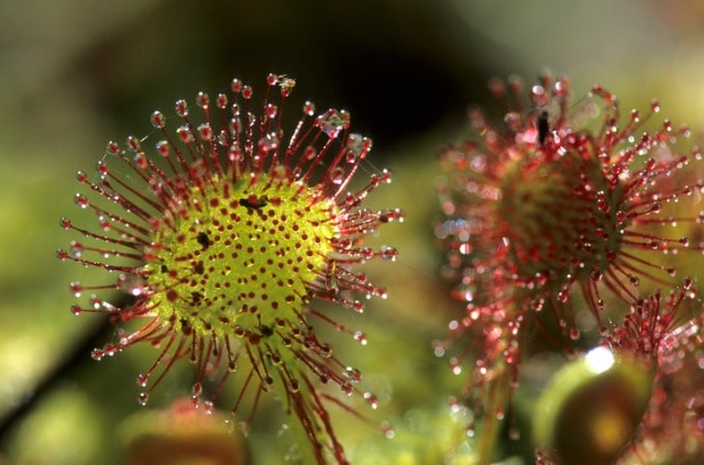 Sonnentau - die wichtigsten Arten im Überblick