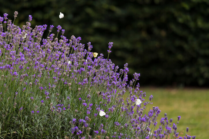 Sonnige Böschungen richtig bepflanzen