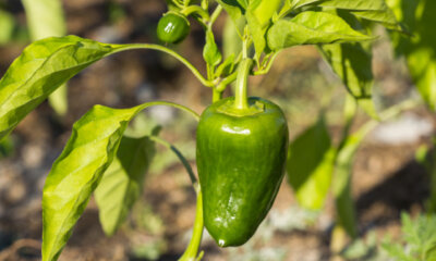 Sonniger Standort für Paprika