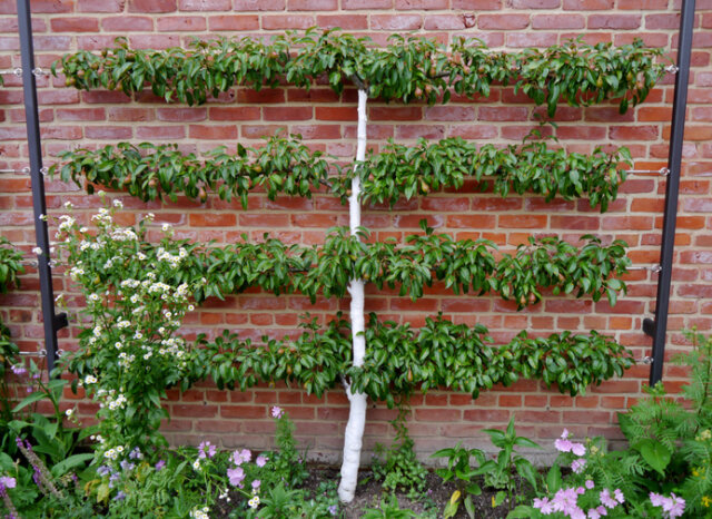 Spalierobst - die beste Pflanzzeit