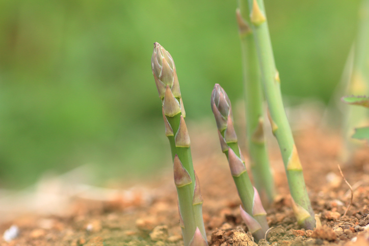 Spargel - des Deutschen liebstes Gemüse