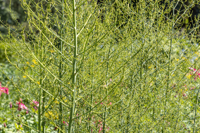 Spargelblüte - wann blüht die Pflanze