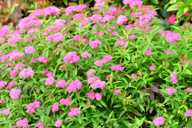 Spierstrauch - wie giftig ist die Pflanze