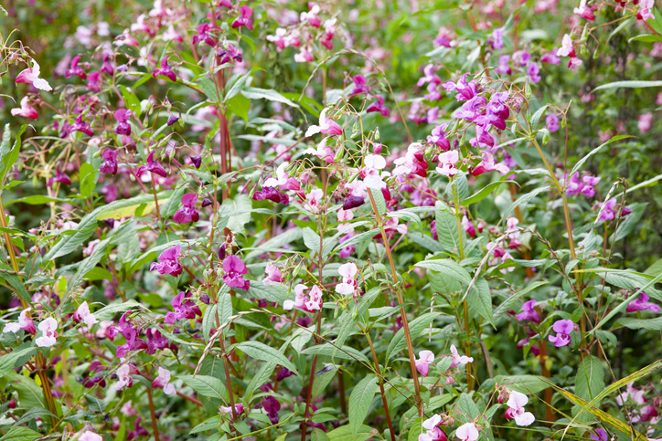 Springkraut - eine potenziell invasive Pflanze