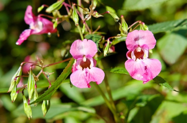 Springkraut im Steckbrief - wichtige Fakten im Überblick