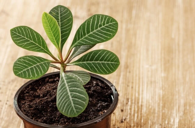 Spuckpalme - wie giftig ist diese Zimmerpflanze