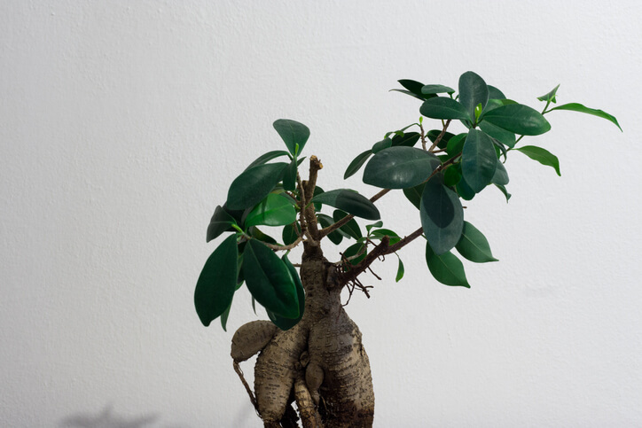 Stärkung des Stamms