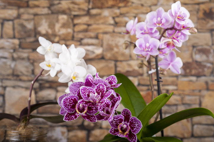Standort und Pflege von Orchideen