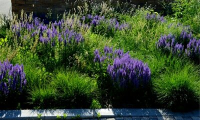 Steppen-Salbei - ist er essbar oder eine Zierpflanze