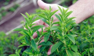 Stevia - wie Sie die Pflanze aus Samen ziehen!
