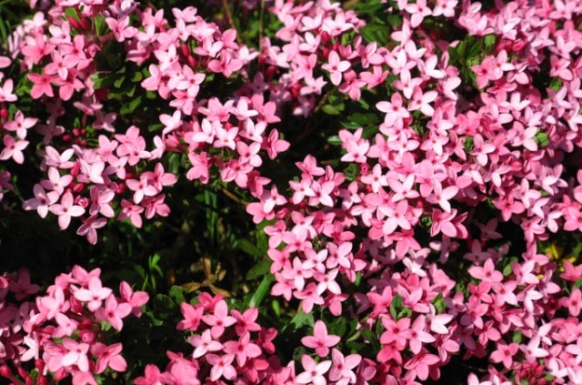 Sträucher - ein Überblick der wichtigsten Sorten