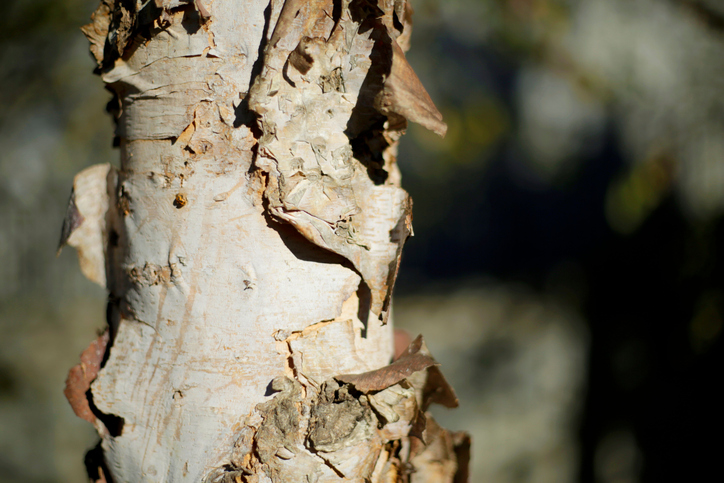 Stress als Faktor bei Jungbäumen