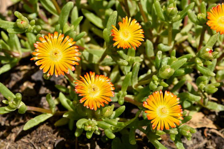 Sukkulenten und die enthaltenen Giftstoffe