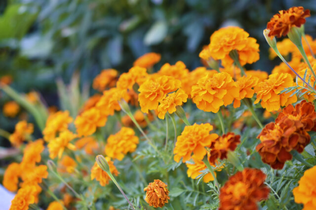 Tagetes - der ideale Standort