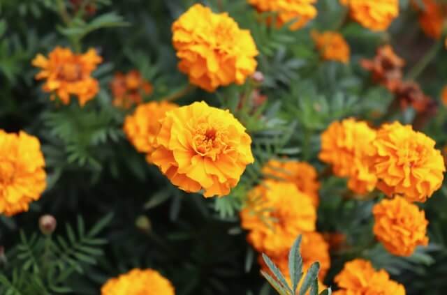 Tagetes - die richtige Pflanzzeit