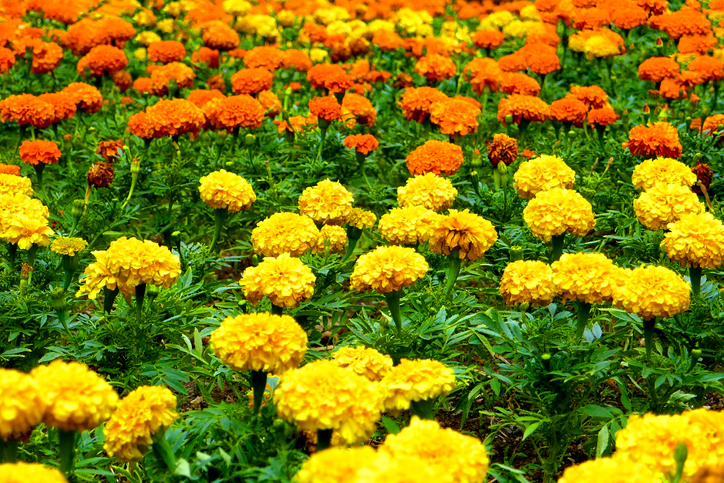 Tagetes - eine ausdauernde und blühfreudige Pflanze