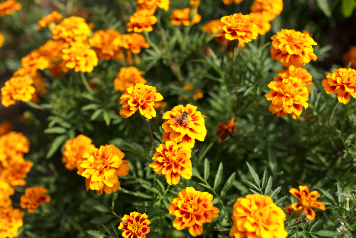 Tagetes - nützlich und essba