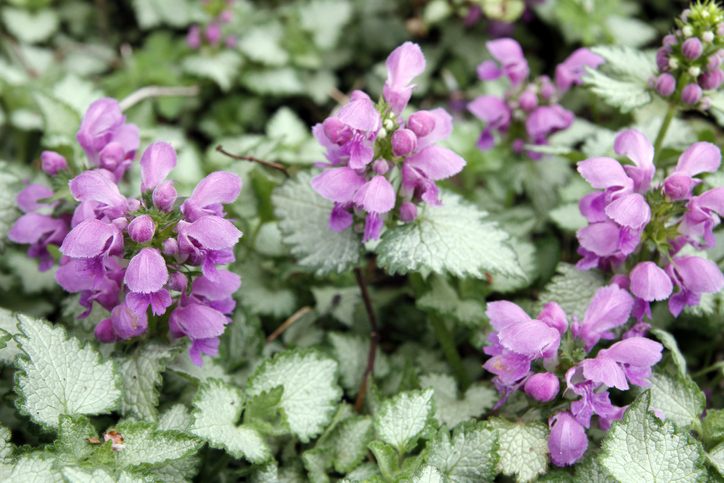 Taubnessel im eigenen Garten