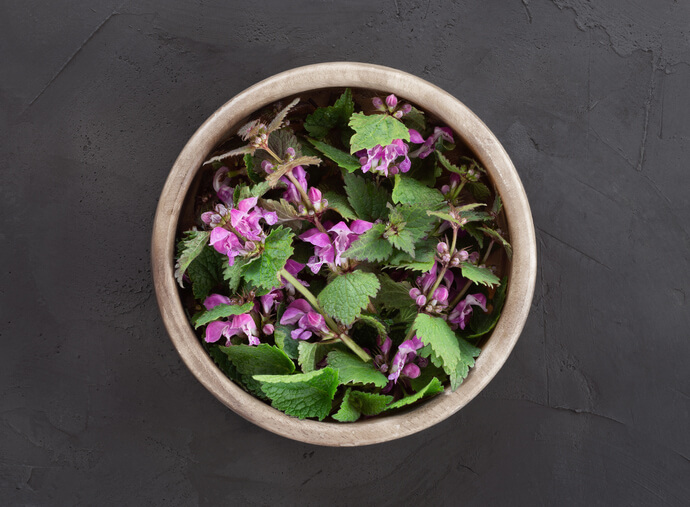 Taubnesseln - essbare und schmackhafte Wildkräuter