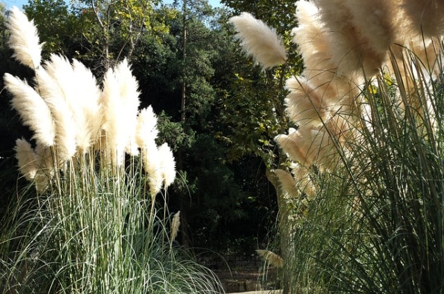 Teilung von Chinaschilf - wie Sie neue Miscanthus-Pflanzen ziehen!