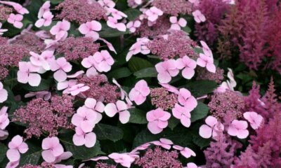 Tellerhortensie - Standort und Pflege