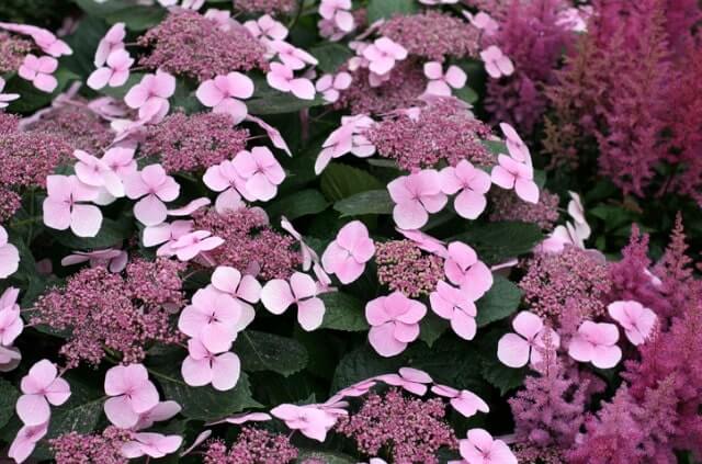 Tellerhortensie - Standort und Pflege