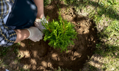 Thuja Brabant - Tipps zur Pflanzzeit