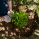 Thuja Brabant - Tipps zur Pflanzzeit