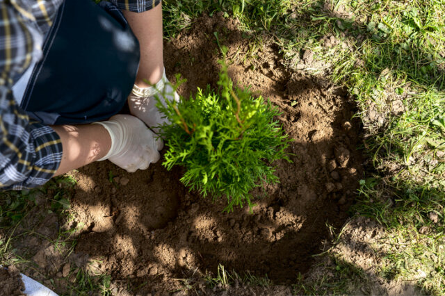 Thuja Brabant - Tipps zur Pflanzzeit