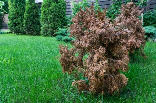 Thuja - Erste-Hilfe-Maßnahmen für einen Lebensbaum in Not