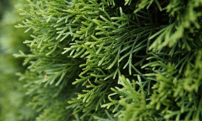 Thuja Smaragd - das Wachstum beschleunigen
