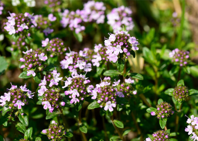 Thymian liebt einen sonnigen Standort