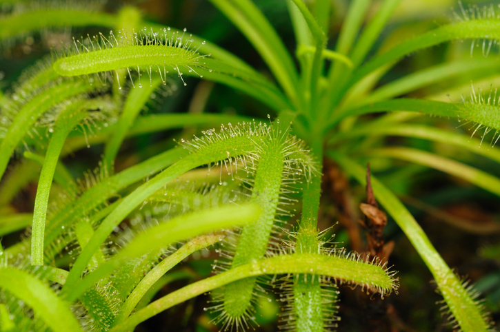 Tropische und subtropische Arten