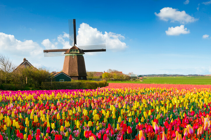 Tulpen aus Amsterdam