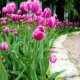 Tulpen lieben sonnige und warme Standorte