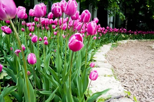 Tulpen lieben sonnige und warme Standorte